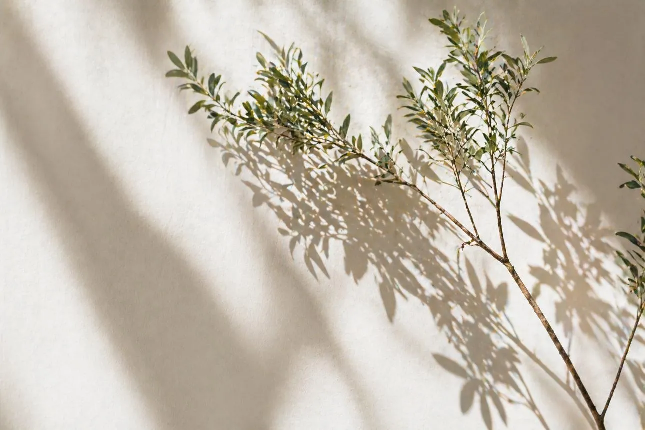 Ombre d’une branche d’olivier sur un mur clair